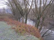 Золота Липа з panoramio.com