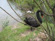 Мила з panoramio.com