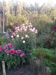 Раківка з panoramio.com