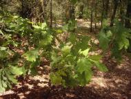 Коцюри з panoramio.com