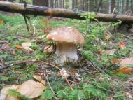 Вишків з panoramio.com - Vyshkiv