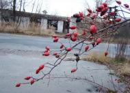 Вільхова з panoramio.com