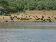 Верхньокам'янське з panoramio.com