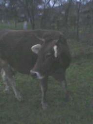 Лецовиця - Останні фото