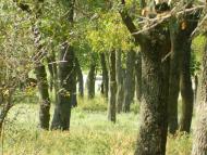 Іванівка з panoramio.com