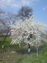 Млиниська з panoramio.com