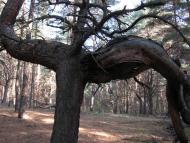 Зачепилівка з panoramio.com