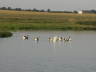 Кущинці з panoramio.com