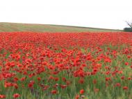 Осички з panoramio.com