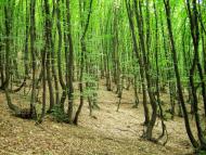 Братанівка з panoramio.com