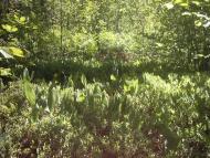 Коцюри з panoramio.com