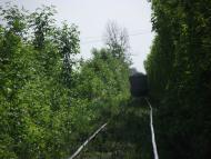 Олександрівка з panoramio.com