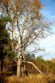 Червоні Квіти з panoramio.com