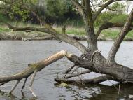 Тростянка - Последние фото