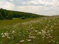 Сніжки з panoramio.com