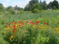 Сираї з panoramio.com