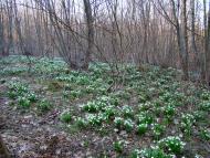 Вишнів з panoramio.com