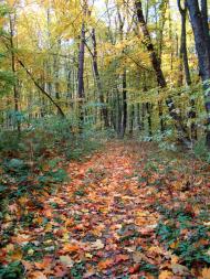 Вишнів з panoramio.com