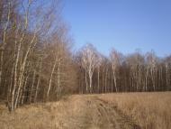 Веснянка з panoramio.com