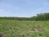 Обозівка з panoramio.com