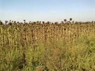 Широка Балка з panoramio.com