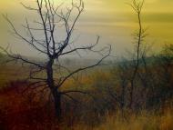 Пришиб з panoramio.com