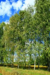 Тарасівка з panoramio.com