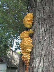 Чорнотичі з panoramio.com