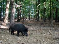 Бандурове з panoramio.com