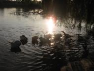 Іванопіль з panoramio.com