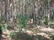 Пилиповичі з panoramio.com