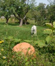 Вишнів з panoramio.com