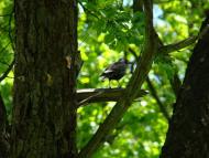 Ясенівський з panoramio.com