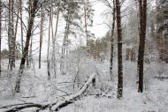 Червоний Донець з panoramio.com - Червоный Донец