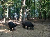 Бандурове з panoramio.com