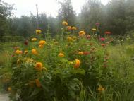 Лище з panoramio.com