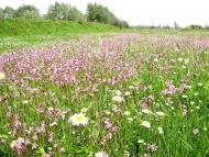 Раделичі з panoramio.com