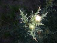 Козацьке - Останні фото