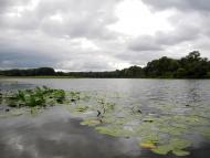 Купчичі з panoramio.com