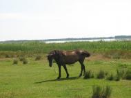 Самари-Оріхові з panoramio.com