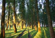 Купчичі з panoramio.com