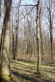 Бродівське з panoramio.com