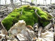 Новооріхівка з panoramio.com