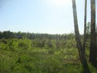 Діброва з panoramio.com