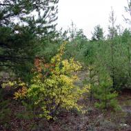 Карабинівка з panoramio.com