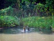 Нетреба з panoramio.com