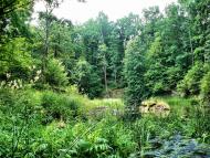 Струмок з panoramio.com