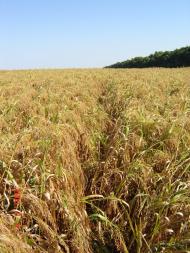 Рибчинці з panoramio.com