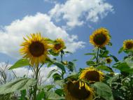 природа села