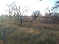 Жердова з panoramio.com